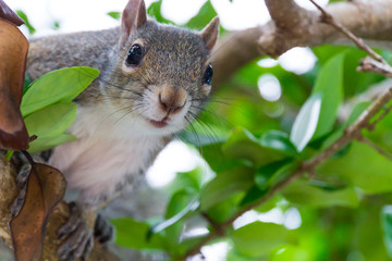 USA, Florida, Curious squirrel with brown fur sitting on a tree between green leaves