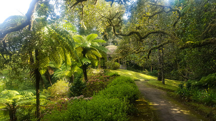 Botanic garden azores