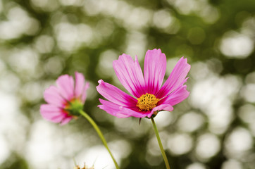 Pink Cosmos Flower with Blurred Background