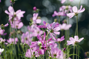 Pink Cosmos Flower with Blurred Background