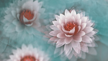 pink lotus flowers with a dreamy blue background, wallpaper, abstract