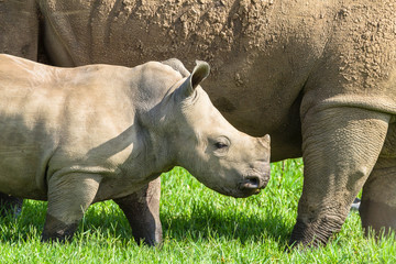 Obraz premium Rhino Calf Wildlife Animals