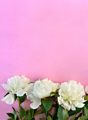 White peonies on a of pink paper background with space for text. Top view, flat lay.
