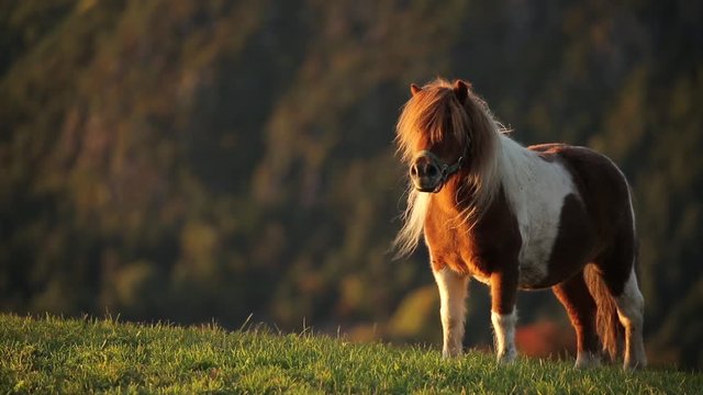Freedom Pony Horse In The Wind