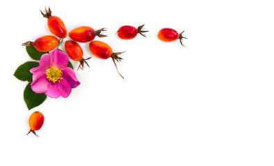 Fresh red fruits and pink flower dog rose, briar (Rosa rubiginosa, rose hips) with leaves on a white background. Top view, flat lay.