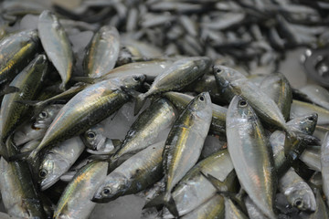 Fototapeta premium Fresh Fish for Sale