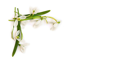 Beautiful white snowdrops Galanthus nivalis on a white background with space for text. Top view, flat lay