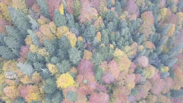 Flying over autumn carpathian mountains near by Vorohta, Ukraine