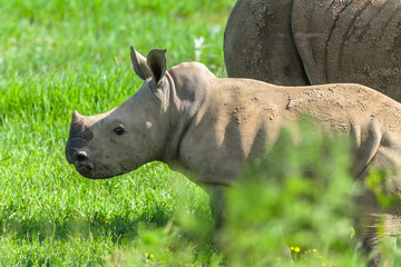 Rhino Calf Wildlife Animals