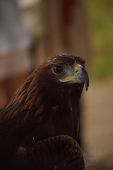 Adler