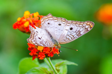 Buterfly on a flower
