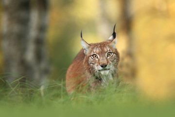 The wild nature of Europe. Beautiful nature of Czech. Photo was taken in the Czech Republic. Occurrence is in the whole of Europe.