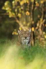 The wild nature of Europe. Beautiful nature of Czech. Photo was taken in the Czech Republic. Occurrence is in the whole of Europe.