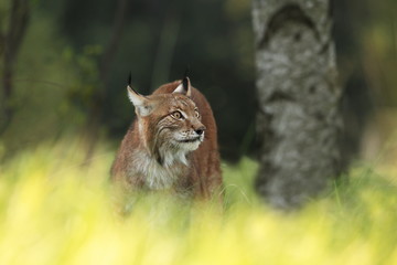 The wild nature of Europe. Beautiful nature of Czech. Photo was taken in the Czech Republic. Occurrence is in the whole of Europe.