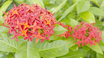 The close-up red flowers and green leafs in the garden