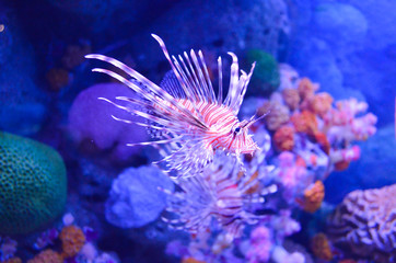 A red-white zebra coral fish.