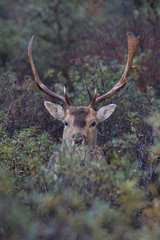 Naklejka premium Oh deer, you don't see me