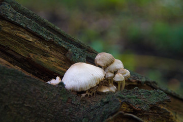 mushrooms