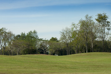 Fototapeta na wymiar Green grass with tree and blue sky for background.