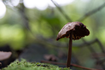 mushroom