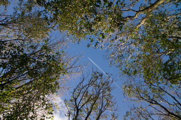 just between the trees