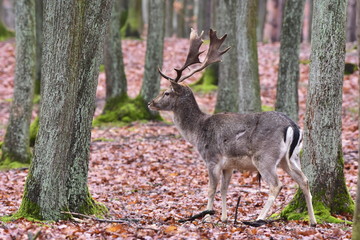fallow deer (Dama dama) is a ruminant mammal belonging to the family Cervidae