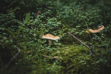 Mushroom freckles in the forest