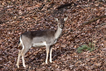 Naklejka na ściany i meble female fallow deer (Dama dama) is a ruminant mammal belonging to the family Cervidae