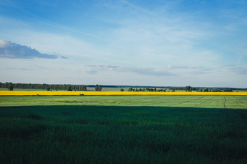 Landscape with green and yellow field