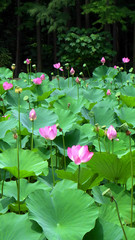 The pink lotus in the outdoor garden water pond