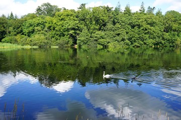 Single white swan swimming on a lake