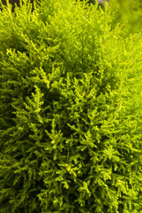 Obraz premium Detail of leaf with cypress seed, garden in Guatemala, Cupresáceas. Tuya.