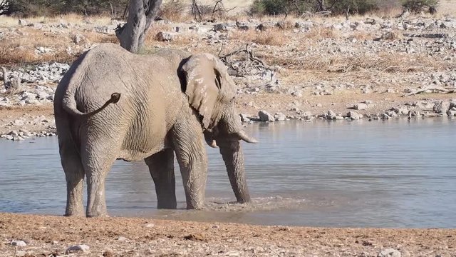 Namibia - Etoscha Nationalpark - Afrikanischer Elefant