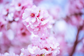 Spring blossom orchard. Abstract blurred background. Pastel colors and toned effect. Copy space with border.