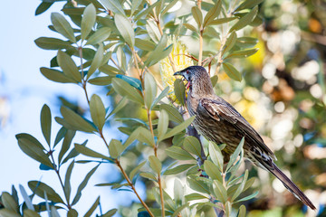 Red Wattlebird perched among red wattles in Kings Park, Perth, Western Australia, Australia.
