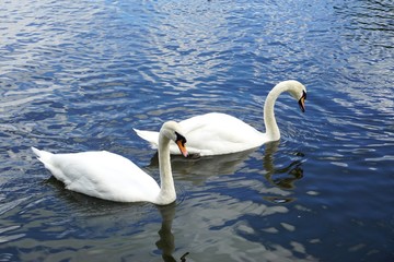 Pair of swans swimming on a lake