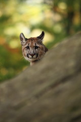 Obraz premium Cougar is the largest feline of North America. 