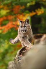 Cougar is the largest feline of North America. 