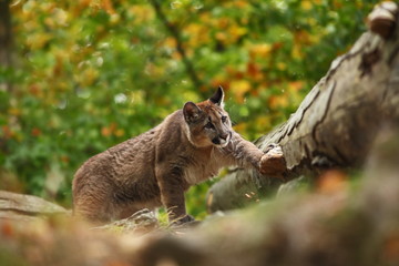Cougar is the largest feline of North America. 