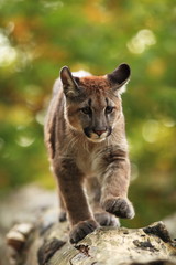 Fototapeta na wymiar Cougar is the largest feline of North America. 