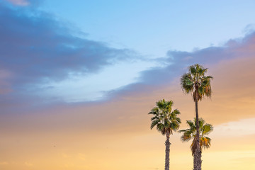 Fototapeta premium Palm Trees at Seashore Dramatic Beautiful Blue Pink Peachy Sky at Sunset. Pastel Golden Color Flare. Calm Sea Horizon. Tropical Vacation Traveling Asia Caribbean Mediterranean. Copy Space
