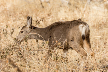 Mule Deer Doe