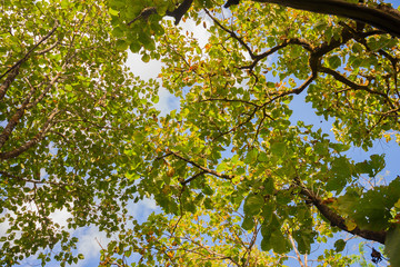 Fototapeta premium The branches of leaves in the wild in nature.