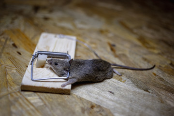 Dead mouse in a mousetrap on the floor.