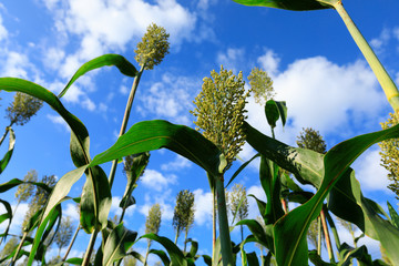 jowar grain sorghum crop farm under blue sky