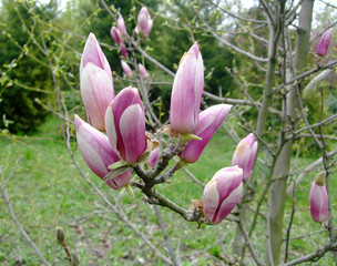 Pink magnolia grow and blossom in the botanical garden