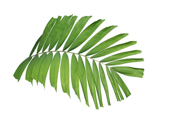 Tropical green leaf palm plant isolated on white background, clipping path included