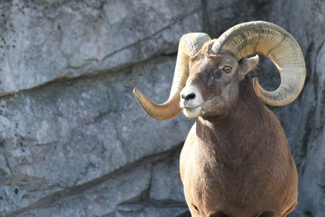 Majestic bighorn with an impressive horn
