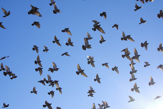 飛翔する鳩の群れ