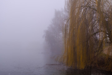 Obraz na płótnie Canvas Willow by frozen misty pond in Telc